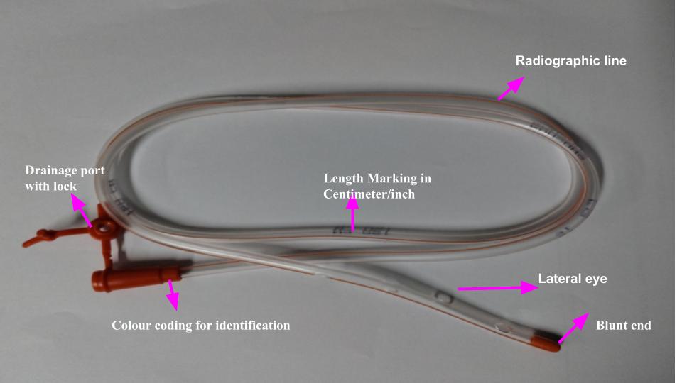 The Groin : Location and Importance in the Human Anatomy