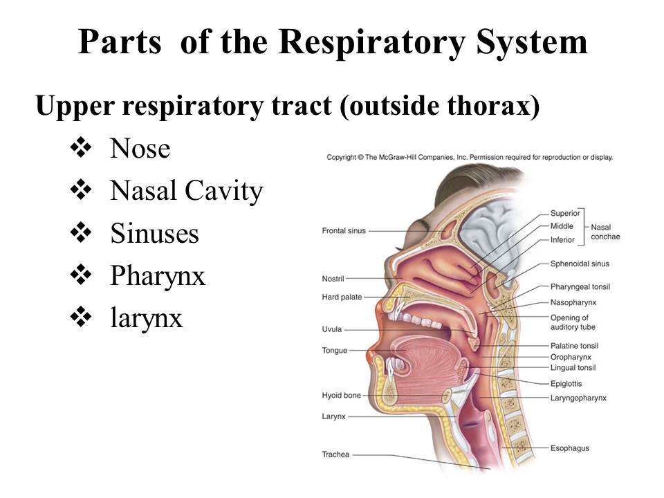 nasal septum anatomy ppt