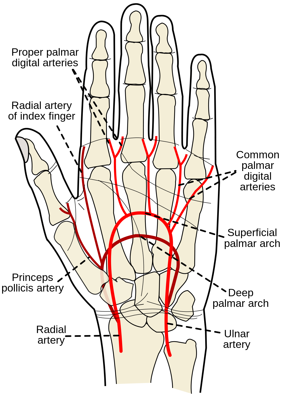 Arterial Cannulation Procedure